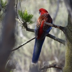 Platycercus elegans (Crimson Rosella) at Mount Majura - 20 Apr 2016 by AaronClausen