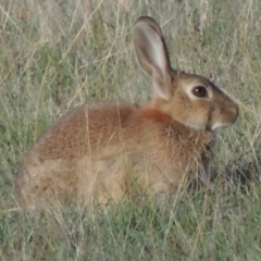 Oryctolagus cuniculus (European Rabbit) at Namadgi National Park - 5 Mar 2015 by michaelb