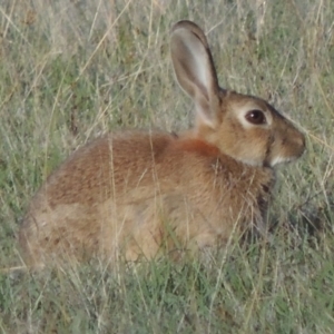 Oryctolagus cuniculus at Rendezvous Creek, ACT - 5 Mar 2015 06:51 PM