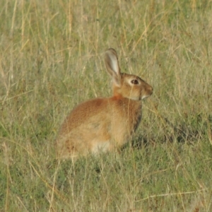 Oryctolagus cuniculus at Rendezvous Creek, ACT - 5 Mar 2015 06:51 PM