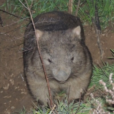 Vombatus ursinus (Common wombat, Bare-nosed Wombat) at Point Hut to Tharwa - 13 Jul 2014 by michaelb