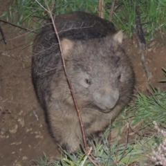 Vombatus ursinus at Tharwa, ACT - 13 Jul 2014 06:34 PM