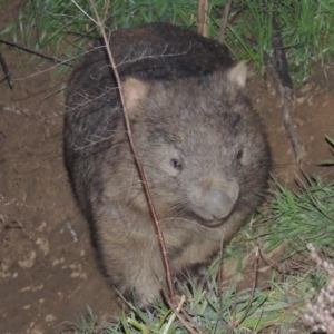 Vombatus ursinus at Tharwa, ACT - 13 Jul 2014 06:34 PM