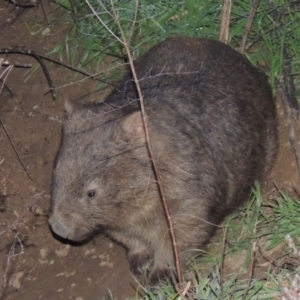 Vombatus ursinus at Tharwa, ACT - 13 Jul 2014 06:34 PM