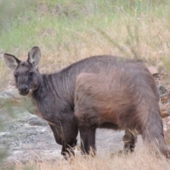 Osphranter robustus robustus (Eastern Wallaroo) at Namadgi National Park - 23 Nov 2014 by michaelb