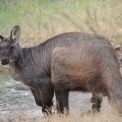 Osphranter robustus at Tennent, ACT - 23 Nov 2014