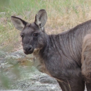 Osphranter robustus robustus at Tennent, ACT - 23 Nov 2014 07:42 PM