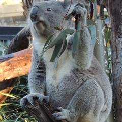 Phascolarctos cinereus (Koala) at National Zoo and Aquarium - 3 Jun 2015 by michaelb