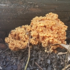 Ramaria sp. (A Coral fungus) at Paddys River, ACT - 19 May 2016 by NickWilson
