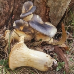Omphalotus nidiformis (Ghost Fungus) at Tidbinbilla Nature Reserve - 16 May 2016 by NickWilson