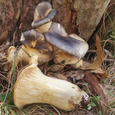Omphalotus nidiformis (Ghost Fungus) at Tidbinbilla Nature Reserve - 16 May 2016 by NickWilson
