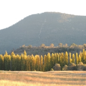 Populus nigra at Tharwa, ACT - 23 Apr 2016 06:38 PM