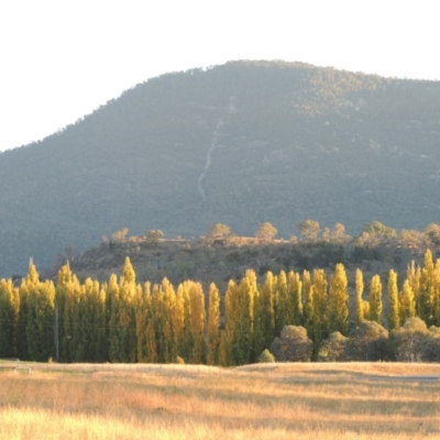 Populus nigra (Lombardy Poplar) at Tharwa, ACT - 23 Apr 2016 by michaelb