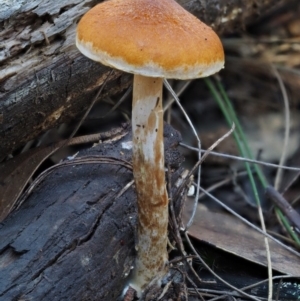 Gymnopilus sp. at Cotter River, ACT - 14 May 2016