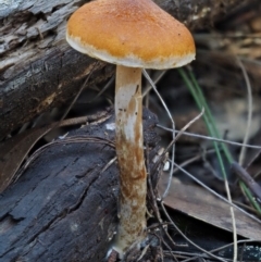 Gymnopilus sp. (Gymnopilus) at Cotter River, ACT - 14 May 2016 by KenT