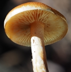 Gymnopilus sp. at Cotter River, ACT - 14 May 2016 01:12 PM