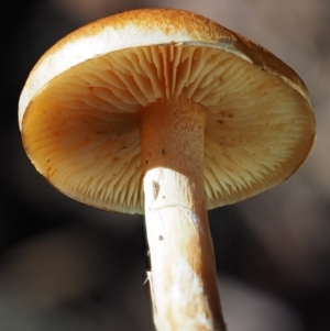 Gymnopilus sp. at Cotter River, ACT - 14 May 2016 01:12 PM