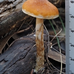 Gymnopilus sp. at Cotter River, ACT - 14 May 2016