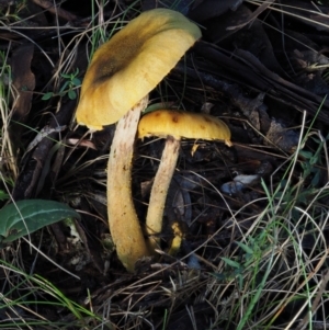 Armillaria sp. at Cotter River, ACT - 14 May 2016 08:43 AM