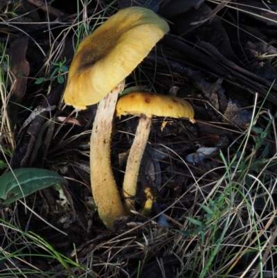 Armillaria sp. (A honey fungus) at Cotter River, ACT - 13 May 2016 by KenT