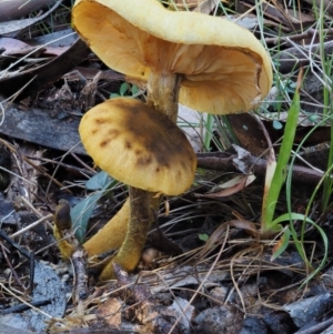 Armillaria sp. at Cotter River, ACT - 14 May 2016 08:43 AM