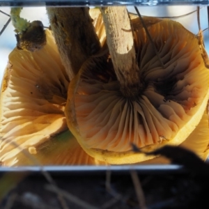 Armillaria sp. at Cotter River, ACT - 14 May 2016