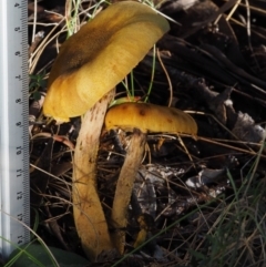 Armillaria sp. at Cotter River, ACT - 14 May 2016 08:43 AM