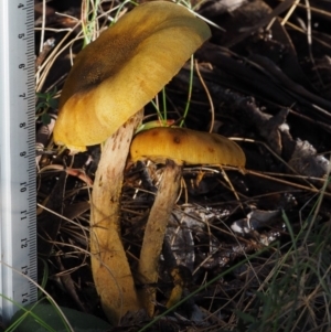 Armillaria sp. at Cotter River, ACT - 14 May 2016 08:43 AM