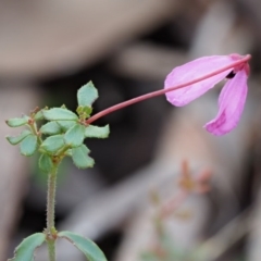 Tetratheca bauerifolia (Heath Pink-bells) at Cotter River, ACT - 14 May 2016 by KenT