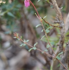 Tetratheca bauerifolia at Cotter River, ACT - 14 May 2016 10:43 AM