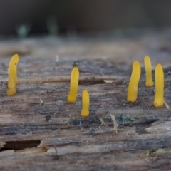 Calocera sp. (A stagshorn fungus) at Namadgi National Park - 14 May 2016 by KenT