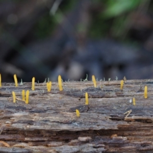 Calocera sp. at Cotter River, ACT - 14 May 2016 10:32 AM