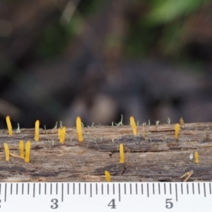 Calocera sp. at Cotter River, ACT - 14 May 2016 10:32 AM