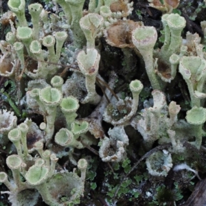 Cladonia sp. (genus) at Cotter River, ACT - 14 May 2016 10:20 AM