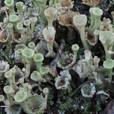 Cladonia sp. (genus) (Cup Lichen) at Cotter River, ACT - 14 May 2016 by KenT