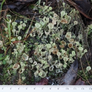 Cladonia sp. (genus) at Cotter River, ACT - 14 May 2016 10:20 AM