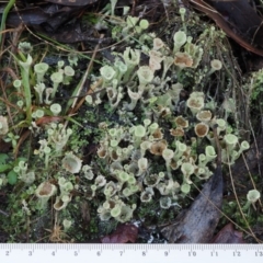 Cladonia sp. (genus) at Cotter River, ACT - 14 May 2016