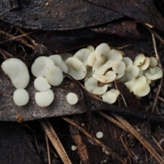 Hymenoscyphus at Cotter River, ACT - 14 May 2016 by KenT