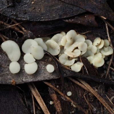 Hymenoscyphus at Cotter River, ACT - 14 May 2016 by KenT