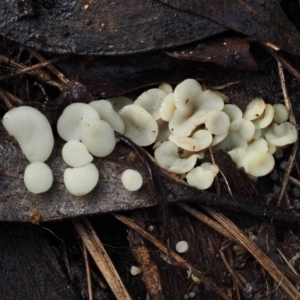 Hymenoscyphus at Cotter River, ACT - 14 May 2016