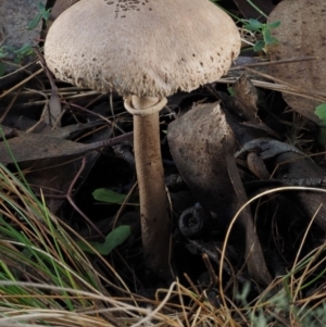 Macrolepiota clelandii at Cotter River, ACT - 14 May 2016