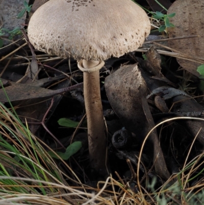 Macrolepiota clelandii (Macrolepiota clelandii) at Cotter River, ACT - 14 May 2016 by KenT