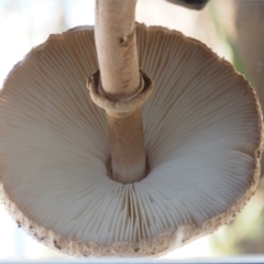 Macrolepiota clelandii at Cotter River, ACT - 14 May 2016