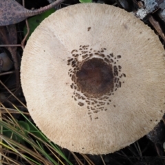 Macrolepiota clelandii at Cotter River, ACT - 14 May 2016 09:09 AM