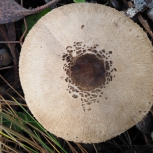 Macrolepiota clelandii at Cotter River, ACT - 14 May 2016