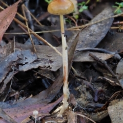 Stropharia sp. (Stropharia) at Cotter River, ACT - 14 May 2016 by KenT