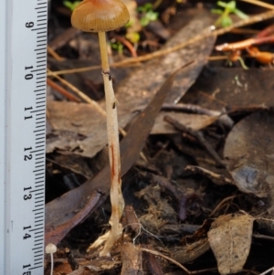 Stropharia sp. at Cotter River, ACT - 14 May 2016