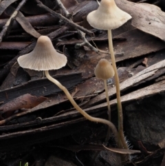 Mycena sp. (Mycena) at Cotter River, ACT - 14 May 2016 by KenT