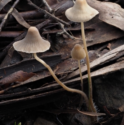 Mycena sp. (genus) (Mycena) at Cotter River, ACT - 14 May 2016 by KenT