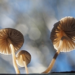 Mycena sp. at Cotter River, ACT - 14 May 2016 12:28 PM